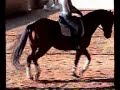 Sassy - American Warmblood Dressage Horse - Ridden in Clinic