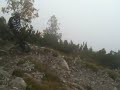 Muni along a steep trail in Switzerland