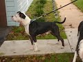Monster Kennels: The Beginning