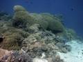 Great Barrier Reef, Ribbon Reefs. Part 1