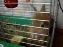 Rabbit\ Rabbit\