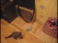 Chuck Norris' Kitten