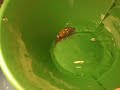 Gold Panning -- Backwash & Tap Method Gold Panning -- Backwash & Tap Method