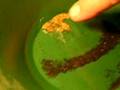 Gold Panning -- Backwash & Tap Method