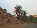 La palmeraie de Taghit � travers le parebrise.