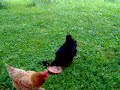 Chicken with Duckling