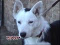 Training dogs (part I)