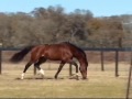 Albarez, Holsteiner Stallion, at RoyalCStud.com Albarez, Holsteiner Stallion, at RoyalCStud.com