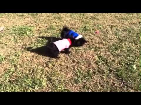 Luna playing outside