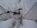 videos de www.tawallis.se