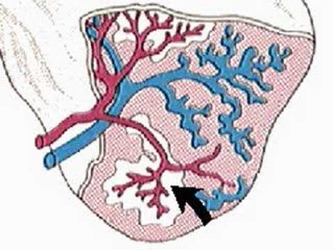 how to locate spleen