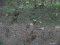 886 Acres Trophy Hunting Crittenden County, KY.