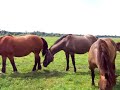 Konie zimnokrwiste na \ Konie zimnokrwiste na \