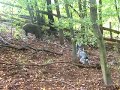 Bleu de gascogne- boar hunting