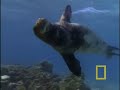 Wild Chronicles joins Crittercam® and heads into deep water to make an astonishing discovery about monk seal feeding habits. Despite conservationists' efforts, monk seal populations are caught in a downward spiral after years of being hunted by humans. But using Crittercam's® seal-eye technology, researchers see valuable secrets that could help save the species.