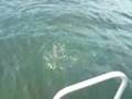 Havsöring / Seatrout