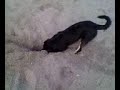 Dog On Holiday Chasing A Rock