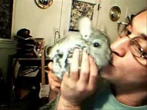 IN MEMORY OF LUCKY THE CHINCHILLA