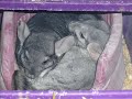 in memory of lucky the chinchilla