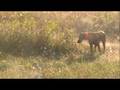 videos de HRA Class 1 Qualifiers and Trials, Gettysburg 2008