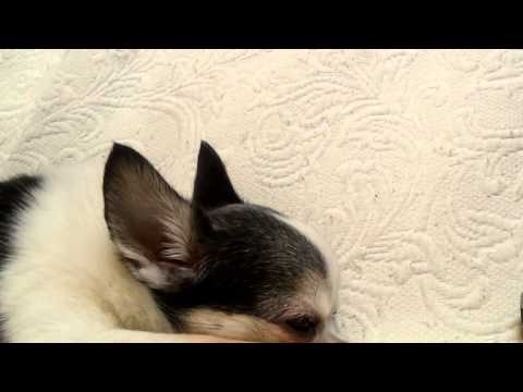 動画