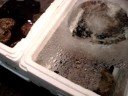 Mercado de Peixes de Tokyo - Panor�mica da bancas