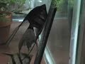 Angelfish Pair while Spawning