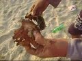 Projeto Duna guapuruvu.com - coco em decomposição