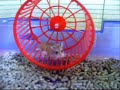 My amazing pets