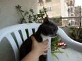 Cat S.O.S