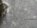 gramocats-friend.html