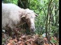 Levada Ribeiro Frio - Portela (Madeira)