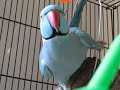 Bird Sexing (Visual): 3 Finch species - Parakeet - Dove Bird Sexing (Visual): 3 Finch species - Parakeet - Dove