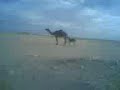 Horney Donkey حمار تطلعاته عاليه