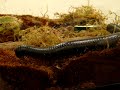 Millipede disappearing act