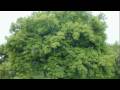 Life Cycle of An Apple Tree