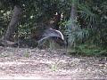 Superb Lyrebirds Superb Lyrebirds