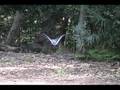 Superb Lyrebirds