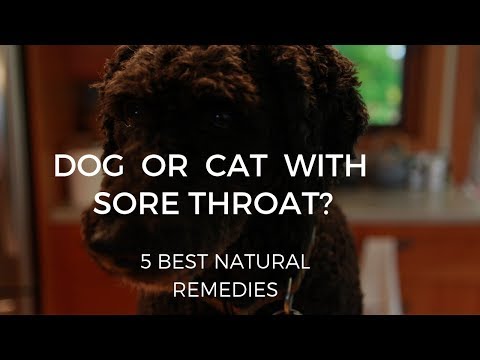 Sore Throat Remedies For Dogs and Cats (and People!)