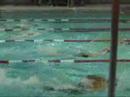 Midwood Swimming 2008