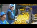 comienza la campaña de cítricos