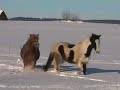 Pferde im Schnee Pferde im Schnee