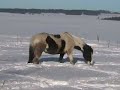 Pferde im Schnee