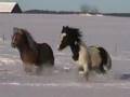 Pferde im Schnee