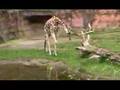 Tour of the Oregon Zoo