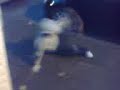 scally trips on floor FUNNY!