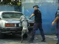 PROGRAMA PET E CIA - canil da guarda municipal de Jundia�