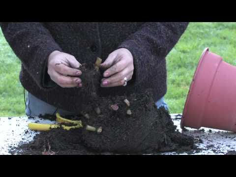 how to transplant tuberous begonias