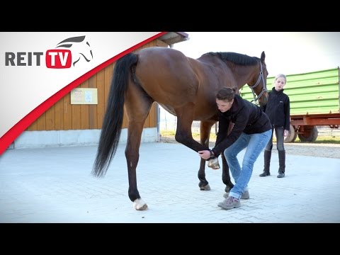 Pferdegesundheit | Physiotherapie für Pferde mit Faye Füllgraebe