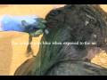 henna for hair: dyeing african hair black with henna and indigo